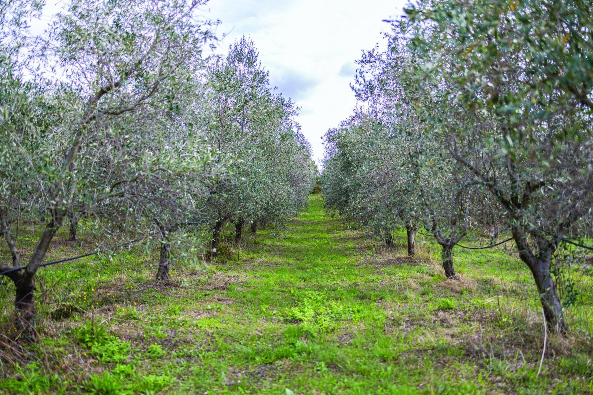 Agriturismo La Petrosa Ceraso Extérieur photo
